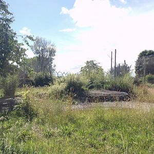 Sumatran tiger enclosure 7.7.24