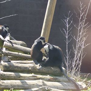 L’hoest’s monkeys 7.7.24