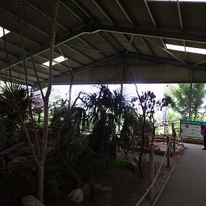 View of rainbow lorikeet walkthrough 7.7.24