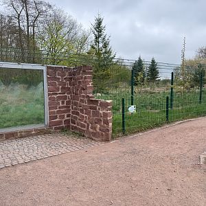 Enclosure for Eurasian wolf (Canis lupus lupus)