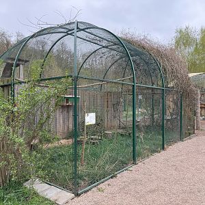 Aviary for Central European Barn Owl (Tyto alba guttata)