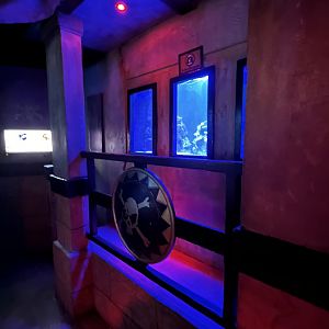 View of themed tanks 8.7.24