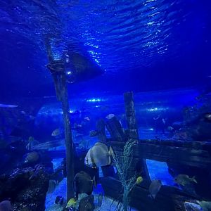 View of main tank 8.7.24