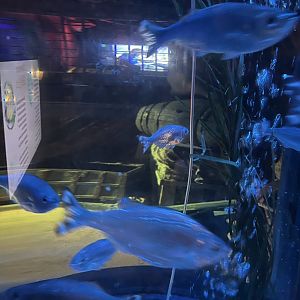 Ocean flagtails 8.7.24