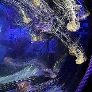 Pacific sea nettles 8.7.24