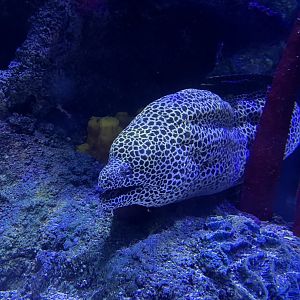 Leopard moray eel 8.7.24