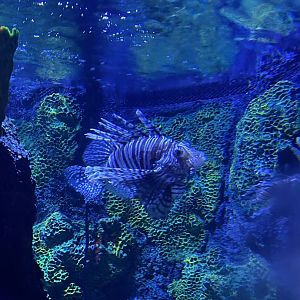 Lionfish 8.7.24