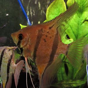 Freshwater Angelfish Pterophyllum scalare