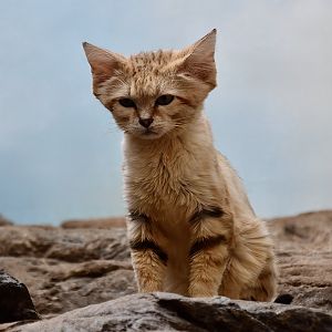 Arabian Sand Cat (Felis margarita harrisoni)