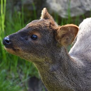 Southern Pudu (Pudu puda) female