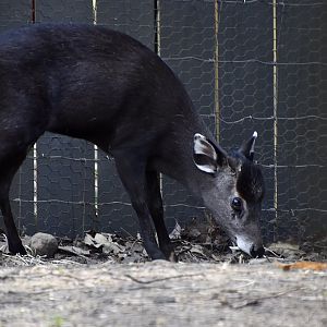 Western Chinese Tufted Deer (Elaphodus cephalophus cephalophus) male