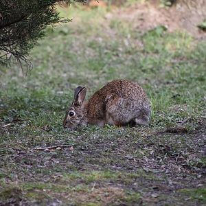 Eastern Cottontail (Sylvilagus floridanus) - wild