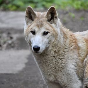 Dingo (Canis familiaris dingo)
