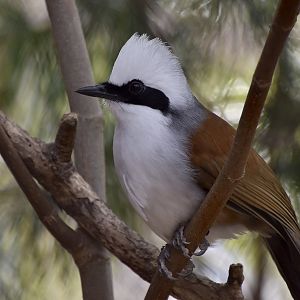 White-Crested Laughingthrush (Garrulax leucolophus)