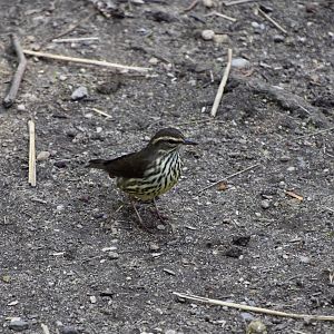 Northern Waterthrush (Parkesia noveboracensis) - wild