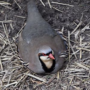 Chukar Partridge (Alectoris chukar)