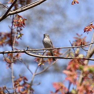 Chipping Sparrow (Spizella passerina passerina) - wild