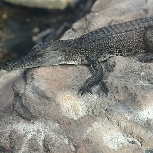 Freshwater Crocodile?