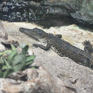 Freshwater Crocodile?