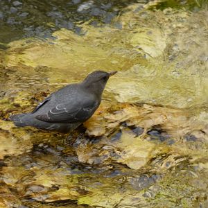 American dipper