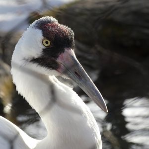 Whooping crane