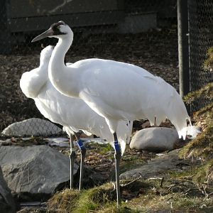 Whooping crane