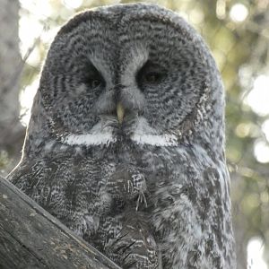 Great gray owl
