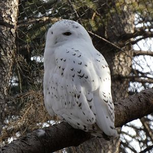 Snowy owl