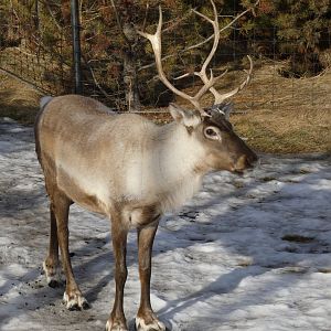 Woodland caribou