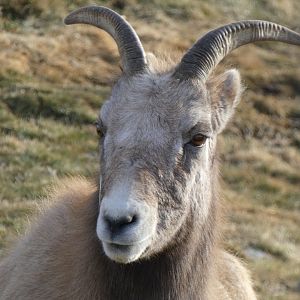 Bighorn sheep