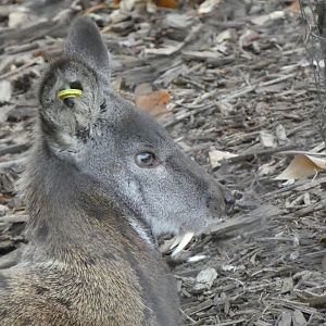 Siberian musk deer