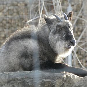 Japanese serow