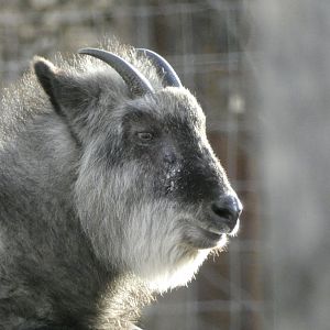 Japanese serow