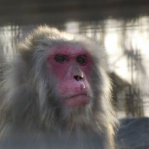 Japanese macaque