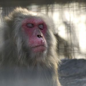 Japanese macaque