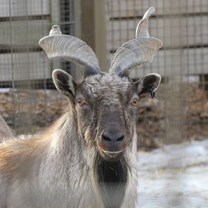 Markhor