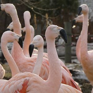 Chilean flamingos