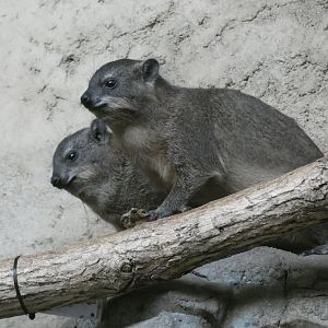 Rock hyrax