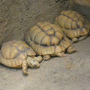 Egyptian tortoises