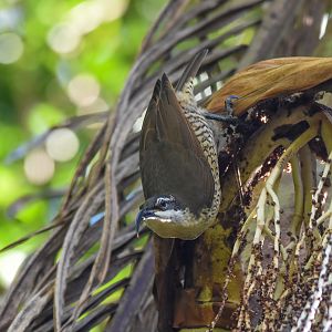 Paradise Riflebird
