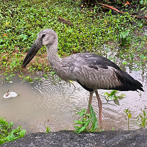 Asian Openbill (Anastomus oscitans)