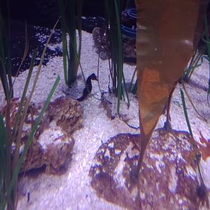Short-snouted seahorse