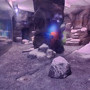 Gentoo penguin enclosure 2