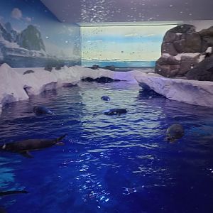Gentoo penguin enclosure 1