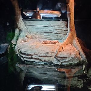 Snapping turtle rock