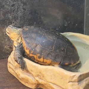 Chinese Box Turtle (Cuora flavomarginata)