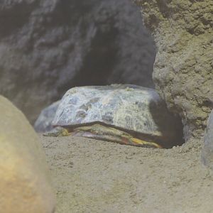 Turtle ID? - Kyoto Municipal Zoo