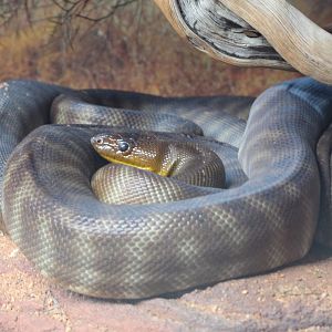 Woma Python