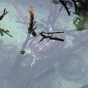 Chinese Stripe-necked Turtle