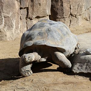 Galapagos Giant Tortoise